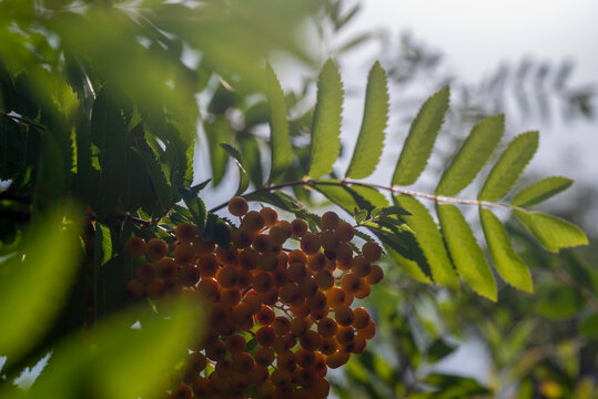 Rowan Tree Berries in Sunlight