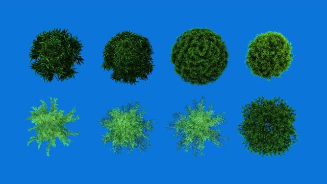 Top View Pine Trees Set on Blue Screen 3D Animation Conifer Trees for Landscape Layout