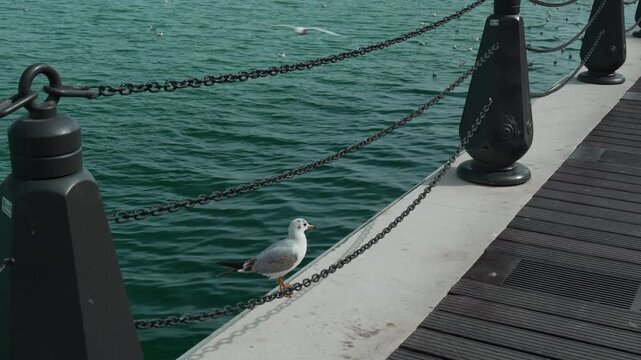 A detailed handheld high-angle close-up shot capturing a seagull resting calmly on the edge of the pedestrian walkway next to a traditional maritime-style bollard and chain barrier at Mina District.