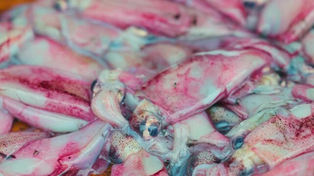 Freshly caught squid on the counter of a fish market in Asia. Clams from the order decapods are a valuable source of protein in Asian cuisine..