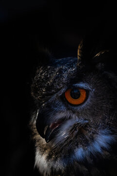 Uhu Portrait Close up vor schwarzem Hintergrund