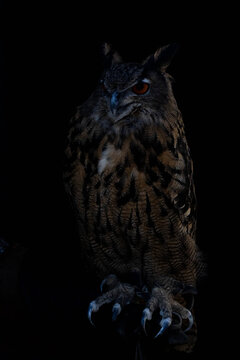 Uhu Portrait vor schwarzem Hintergrund
