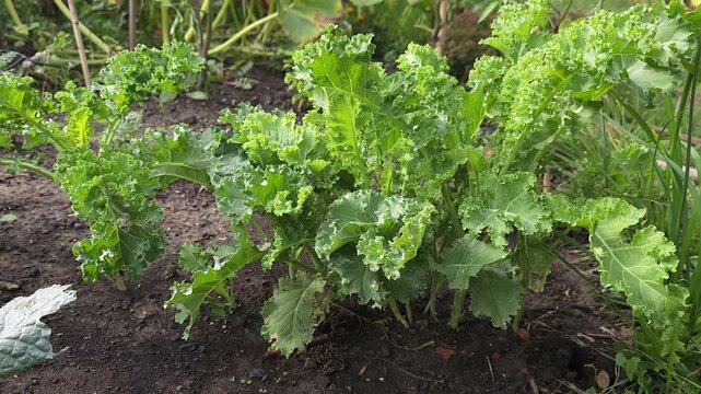 Kale in vegetable garden in august