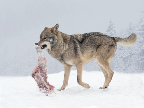 Grey wolf with raw meat prey in winter forest background