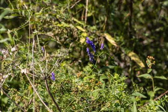 Small purple vetch flower blooming among dense green wild meadow plants and dry stems