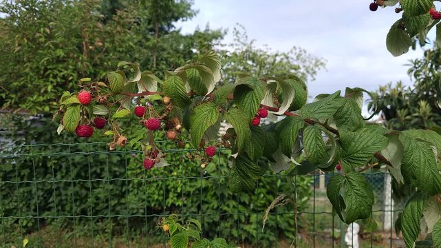 Raspberries on branch at the end of summer_ rubus ideaus on plant