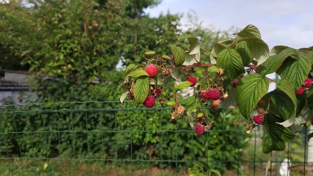 Raspberry Branch in august_ rubus ideaus Zeva plant with fruits on branches