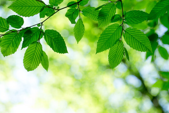 green leaves background in sunny day