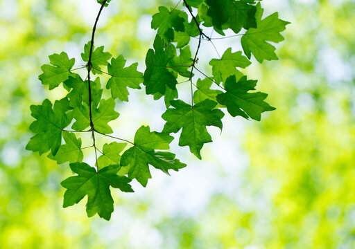 green leaves background in sunny day