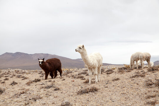  Llamas in Park on a summer day. Andes mountains