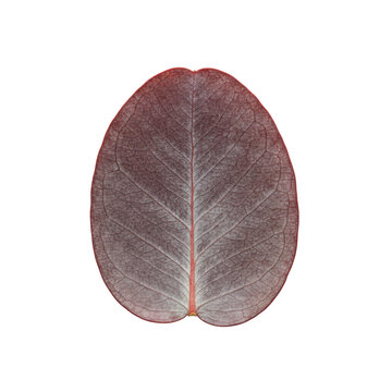 A single oval burgundy eucalyptus leaf with a powdery glaucous texture and intricate veins on a white studio background. Minimalist botanical beauty