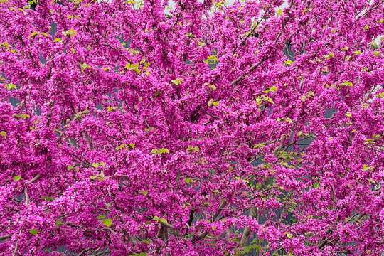 Cercis siliquastrum or European Cercis pink blossom flower