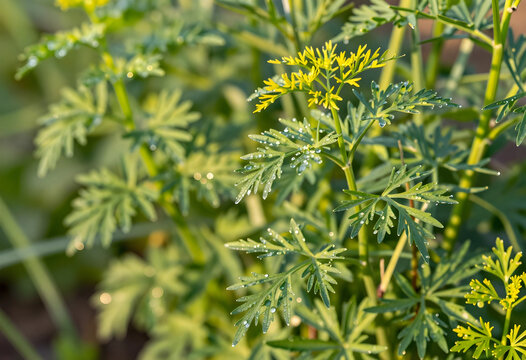 Sustainability and organic gardening, fresh rue herb plant with morning dew drops in a sunny garden for herbal medicine and natural skincare ingredients