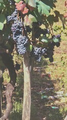Naklejka premium bunch of red grapes in the vineyard, part of