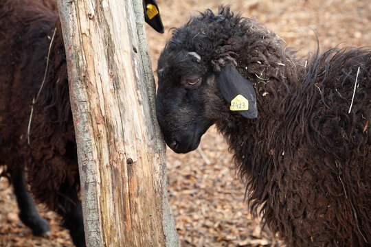A shaggy sheep rests its head against a wooden pole.