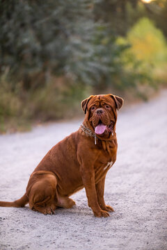 Dogue de Bordeaux dog sitting outdoors on a path with tongue out and drool