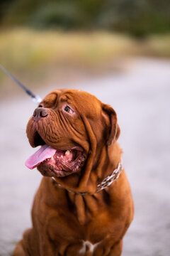 Dogue de Bordeaux dog sitting outdoors on a path with tongue out and drool