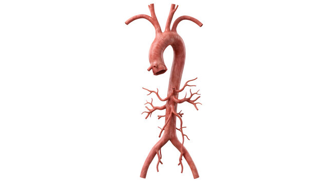 Anatomical 3D illustration of human aorta and arteries with transparent background.