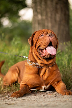 Dogue de Bordeaux dog lying on grass outdoors near a tree trunk looking up