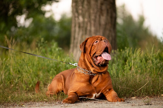 Dogue de Bordeaux dog lying on grass outdoors near a tree trunk looking up