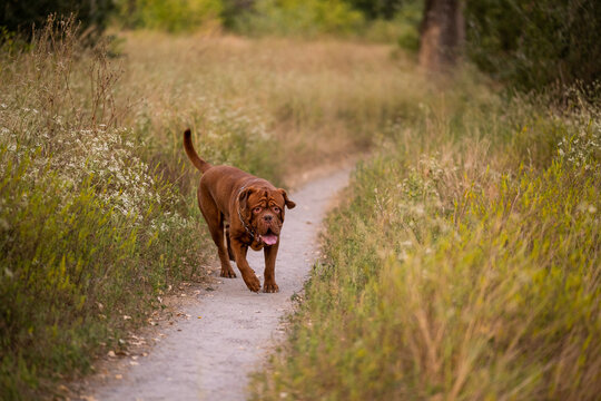 Dogue de Bordeaux walking on path outdoors in nature countryside stock photo
