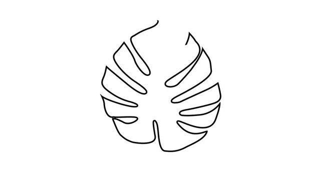 Monstera leaf drawing animation sketch appearing and disappearing.