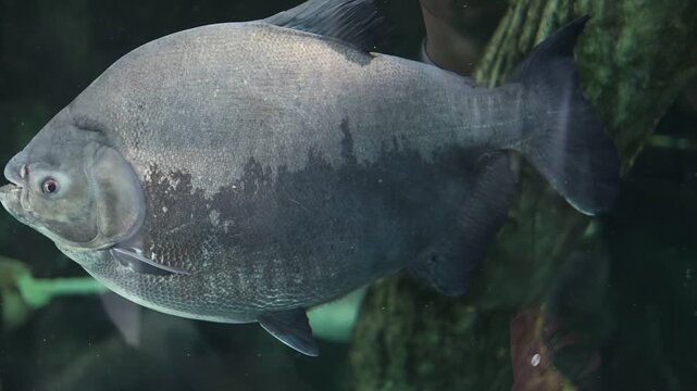 Large Pacu Fish Swimming in an Aquarium Tank: High-Definition Underwater Wildlife Footage