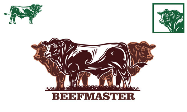Healthy and lively beefmaster cows in a good farm, vector illustration