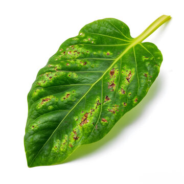Plant disease and crop health, damaged green leaf with fungal infection and bacterial spots showing agricultural pest infestation on white background