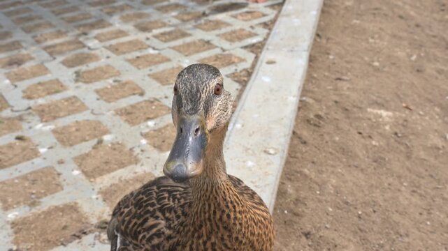 Mallard Duck (Anas platyrhychos) female looking at the camera. August, Kent, UK [Slow motion x4]