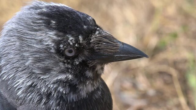 Jackdaw (Corvus monedula) with leucism (genetic disorder) affecting its black plumage, and a spider on its beak. August, Kent, UK [Half speed]