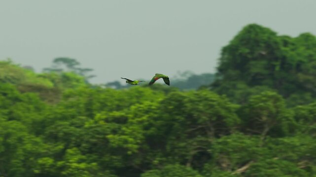 Pair of vibrant green macaws flying together over lush tropical rainforest canopy.