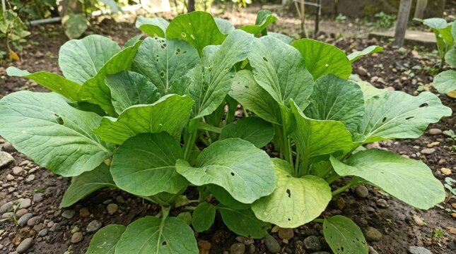 Fresh green bok choy growing in a garden bed with rich soil.
