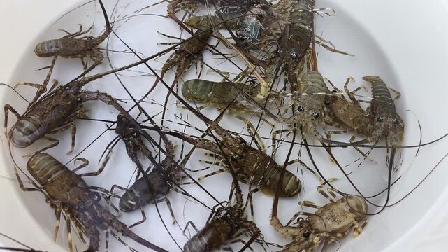 Live spiny lobsters in a white basin for marine aquaculture farming, seafood market supply and commercial crustacean processing.