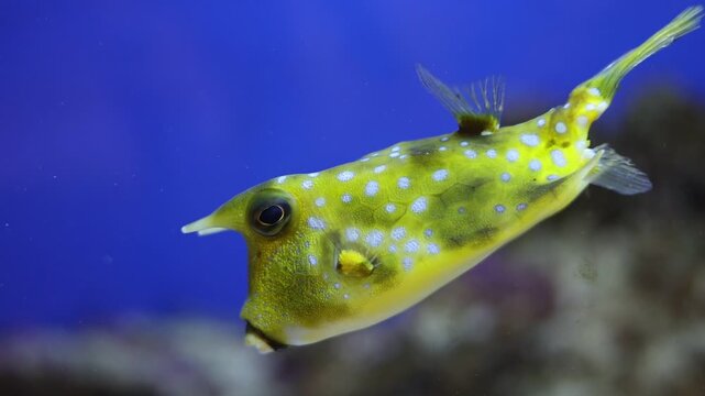 Yellow boxfish swimming in marine aquarium, tropical saltwater fish underwater life
