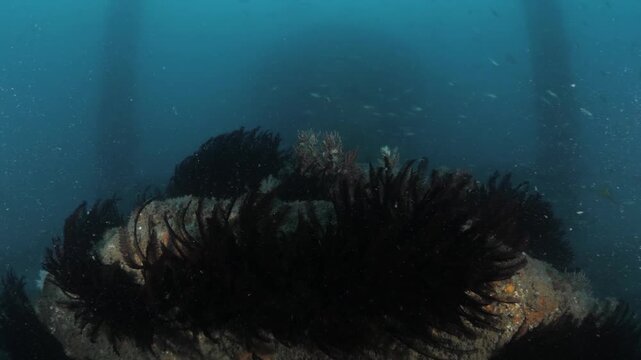 Deep-sea footage of an industrial desalination plant section underwater. The submerged structure is completely covered in marine life, serving as an artificial reef.