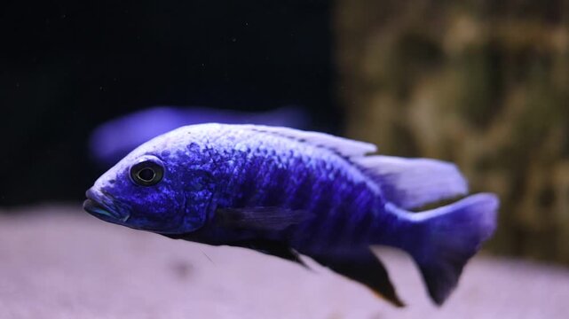 Electric blue cichlid fish swimming in freshwater aquarium, vibrant African cichlid pet aquatic life