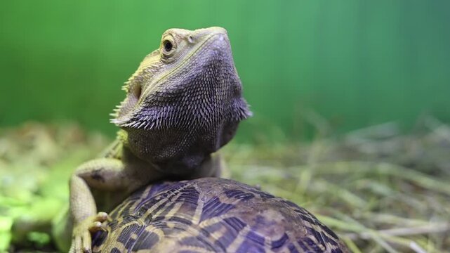 Bearded dragon resting on a tortoise shell in a terrarium, exotic reptile wildlife pet exhibit