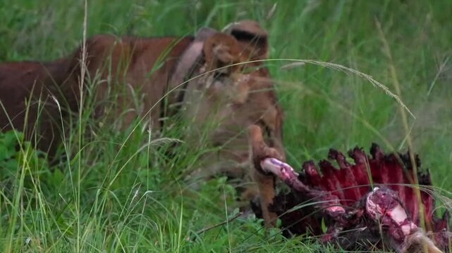 Lioness feeds on antelope ribs in Ugandan grassland. Close up