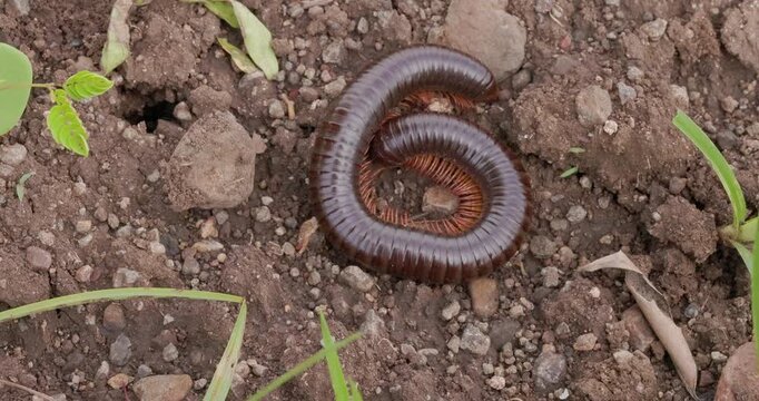 Giant Asian Millipede uncoiling and crawling away; slow motion dawn forest stride on soil