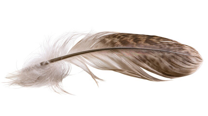 Detailed brown and white bird feather with fluffy base, isolated on transparent background © Finn