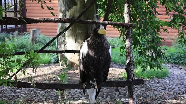Steller's sea eagle perched on a wooden fence in an enclosure, large raptor bird wildlife photography