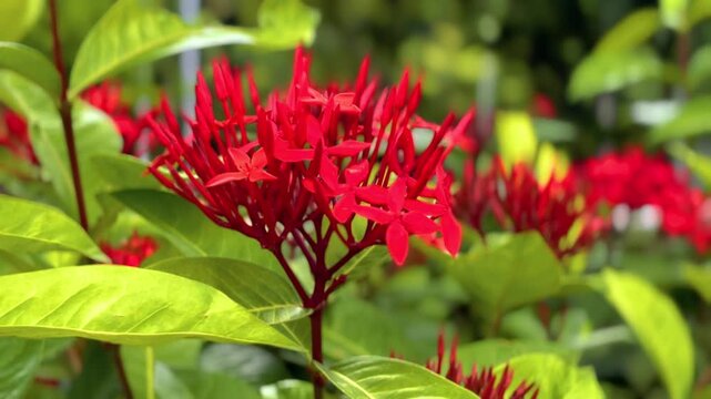 Beautiful red ixora flowers blooming in tropical garden with soft sunlight.