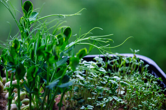 Vibrant green microgreens growing in a tray with shallow depth of field