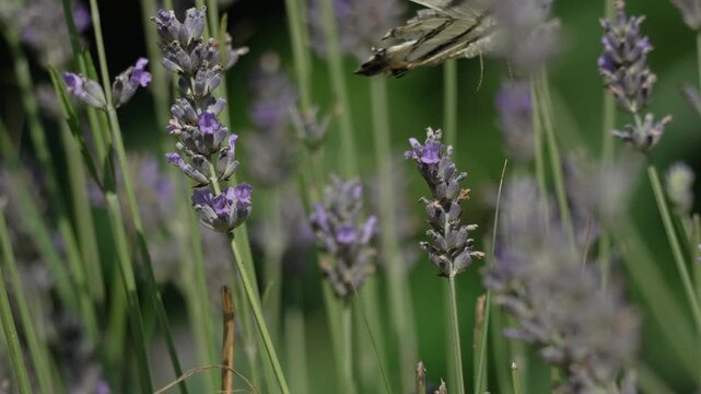 Scarce swallowtail butterfly perched on lavender flowers, feeding on nectar in a sunny garden. Macro shot with static camera perspective.