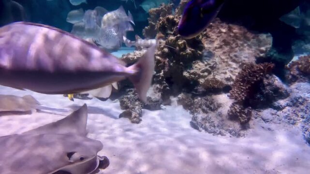 Orbicular batfish and stingray swim smoothly over ocean sand in large tank. Marine aquarium footage perfect for underwater documentaries, nature edits, and fish backgrounds. 4K video footage