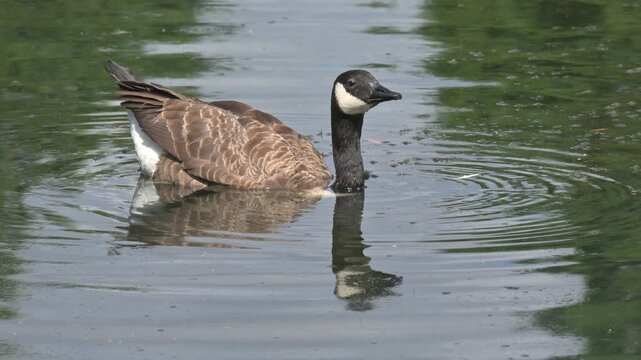 Canada Goose (Branta canadensis) with buoyancy problems caused by defective plumage, low in the water, drinking from a lake. August, Kent, UK.