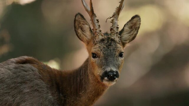 Close-up of a young roe deer with small antlers looking into camera in forest.