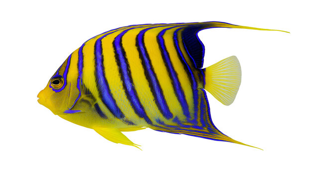 Regal angelfish with vibrant yellow and blue stripes, isolated on transparent background