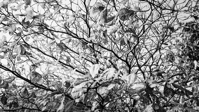Black and white monochrome view of tree branches and dense foliage